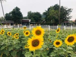 บ้านไร่ไอดิน (Baan rai I-din) 4