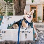 Whisky Teddy The Corgi