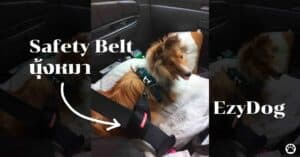Pet Blog 23