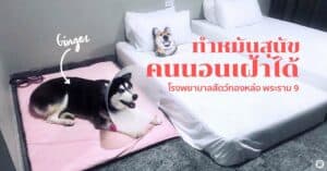 Pet Blog 22