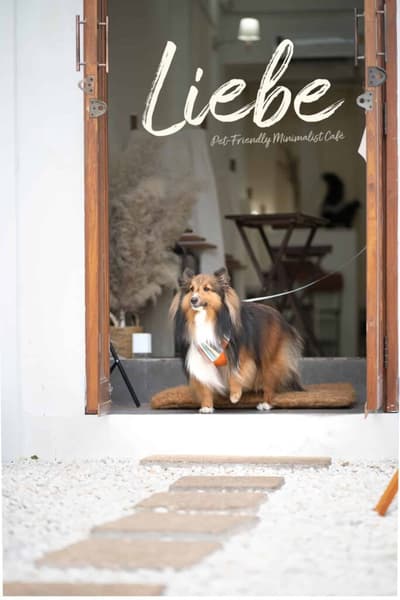 Liebe Cafe ลิเบ้ คาเฟ่ หมาเข้าได้ ลาดพร้าว สไตล์มินิมอล ย่านโชคชัย 4 เข้าห้องแอร์ก็ได้ 1 Liebe Cafe ลิเบ้ คาเฟ่ หมาเข้าได้ ลาดพร้าว สไตล์มินิมอล ย่านโชคชัย 4 เข้าห้องแอร์ก็ได้ 1