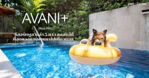 Pet Blog 6