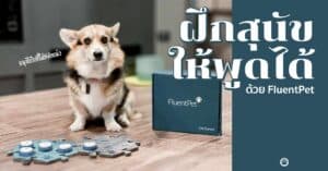 Pet Blog 18