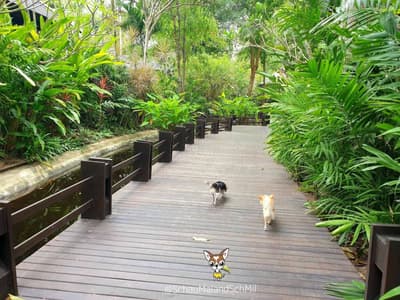 Sea Sand Sun รีสอร์ทติดทะเลสัตหีบ สุนัขพักได้ ห้องกว้าง พื้นที่สีเขียวเยอะ อาหารอร่อย 7 Sea Sand Sun รีสอร์ทติดทะเลสัตหีบ สุนัขพักได้ ห้องกว้าง พื้นที่สีเขียวเยอะ อาหารอร่อย 7