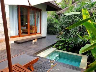 Sea Sand Sun รีสอร์ทติดทะเลสัตหีบ สุนัขพักได้ ห้องกว้าง พื้นที่สีเขียวเยอะ อาหารอร่อย 10 Sea Sand Sun รีสอร์ทติดทะเลสัตหีบ สุนัขพักได้ ห้องกว้าง พื้นที่สีเขียวเยอะ อาหารอร่อย 10