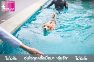 โรงพยาบาลสัตว์อุ้มรัก อ่างศิลา ชลบุรี (Aumluck Hospital) 6