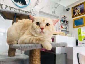 Vetty animal clinic (ปทุมธานี) 6