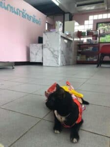 คลินิกนภารักษาสัตว์ (สีวลีสี่มุมเมือง) 5