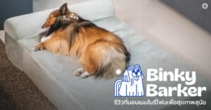 Pet Blog 14