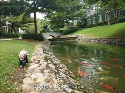 รีวิวที่พักสุนัขเข้าได Thames Valley เขาใหญ่ อากาศดี สวยเหมือนหลุดไปยุโรป 7