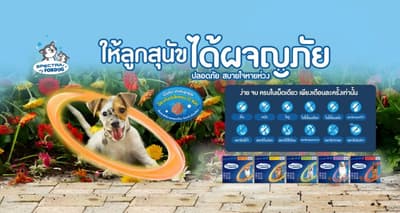 10 ของใช้และอุปกรณ์สุนัข ที่อัพเกรดของดีแล้วมีผลเยอะกับชีวิต ซื้อทีคุ้มไปเป็นสิบปี 8 10 ของใช้และอุปกรณ์สุนัข ที่อัพเกรดของดีแล้วมีผลเยอะกับชีวิต ซื้อทีคุ้มไปเป็นสิบปี 8