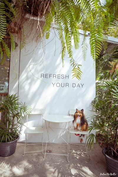 Get Your Paws Ready: 6 Things to Prepare for a Fun Visit to a Dog Friendly Cafe in Bangkok 3 Dog Friendly Cafe สบายๆ จะช่วยให้น้องหมาฝึกที่จะสงบ
