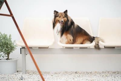 Get Your Paws Ready: 6 Things to Prepare for a Fun Visit to a Dog Friendly Cafe in Bangkok 2 Get Your Paws Ready: 6 Things to Prepare for a Fun Visit to a Dog Friendly Cafe in Bangkok 1