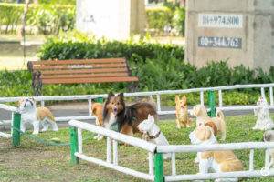 BMA Dog Park สวนวัชราภิรมย์ 9