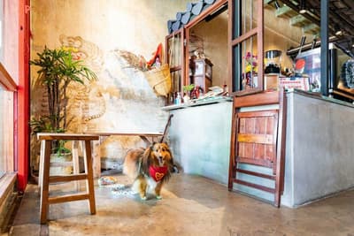 Get Your Paws Ready: 6 Things to Prepare for a Fun Visit to a Dog Friendly Cafe in Bangkok 1 Dog Friendly Cafe in Bangkok and all over Thailand, there are a lot more numbers nowadays.