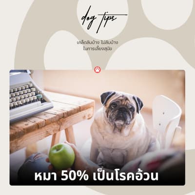 หมา 50% เป็นโรคอ้วน ตามใจหมามากไป กลายเป็นคนที่ทำร้ายหมาเอง 🥲 1 หมา 50% เป็นโรคอ้วน ตามใจหมามากไป กลายเป็นคนที่ทำร้ายหมาเอง 🥲 1