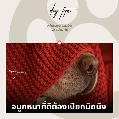 สุนัขจมูกเปียก เป็นปกติของสุนัขส่วนใหญ่ แต่บางตัวก็เป็น สุนัขจมูกแห้ง ต้องสังเกตว่าอาการปกติของตัวนั้นเป็นอย่างไร