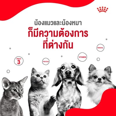5 เหตุผลที่เราควรดูแลน้องแมวและน้องหมาเหมือนสมาชิกในครอบครัว 2 5 เหตุผลที่เราควรดูแลน้องแมวและน้องหมาเหมือนสมาชิกในครอบครัว 2