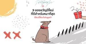Pet Blog 6