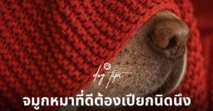 Pet Blog 9