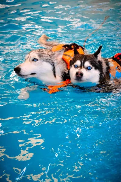Up2Dogs 5