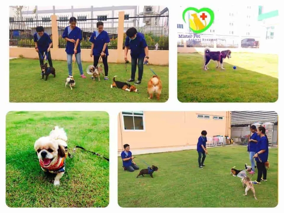 Mister Pet Animal Hospital 1