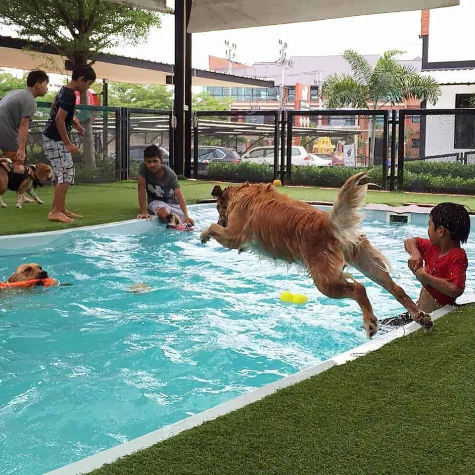 PETS' VILLE 1
