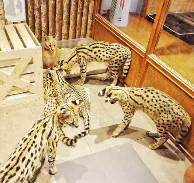 The Animal Cafe Restaurant 1