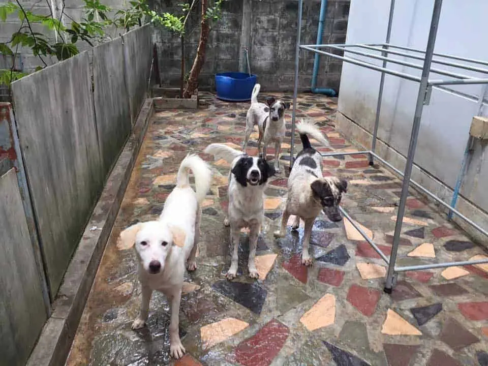 PickAPet4Home Bangkok 1