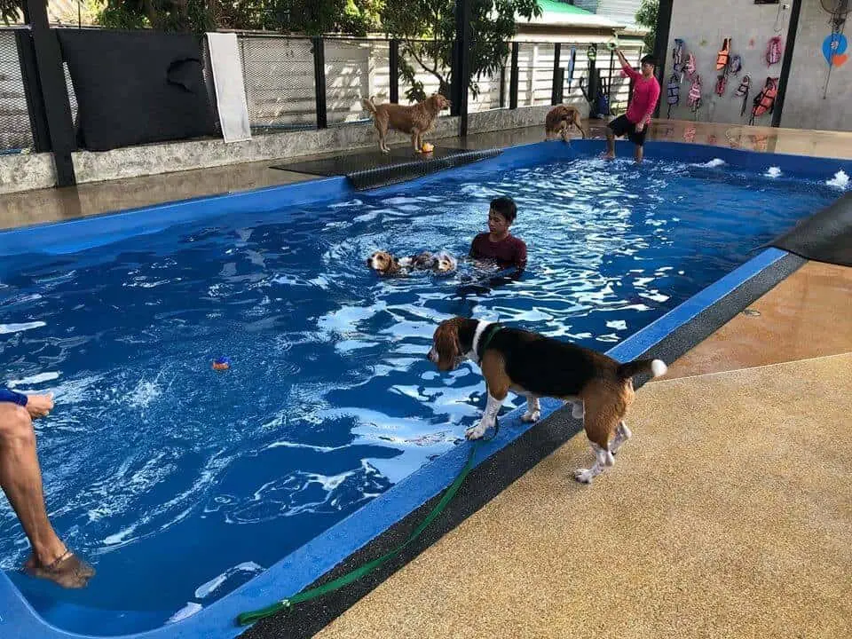Dog Space Bkk 1