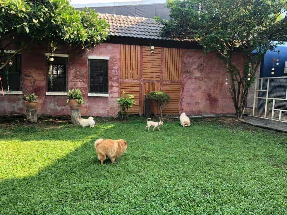 Cotton Dog Resort and Care (นนทบุรี) 1
