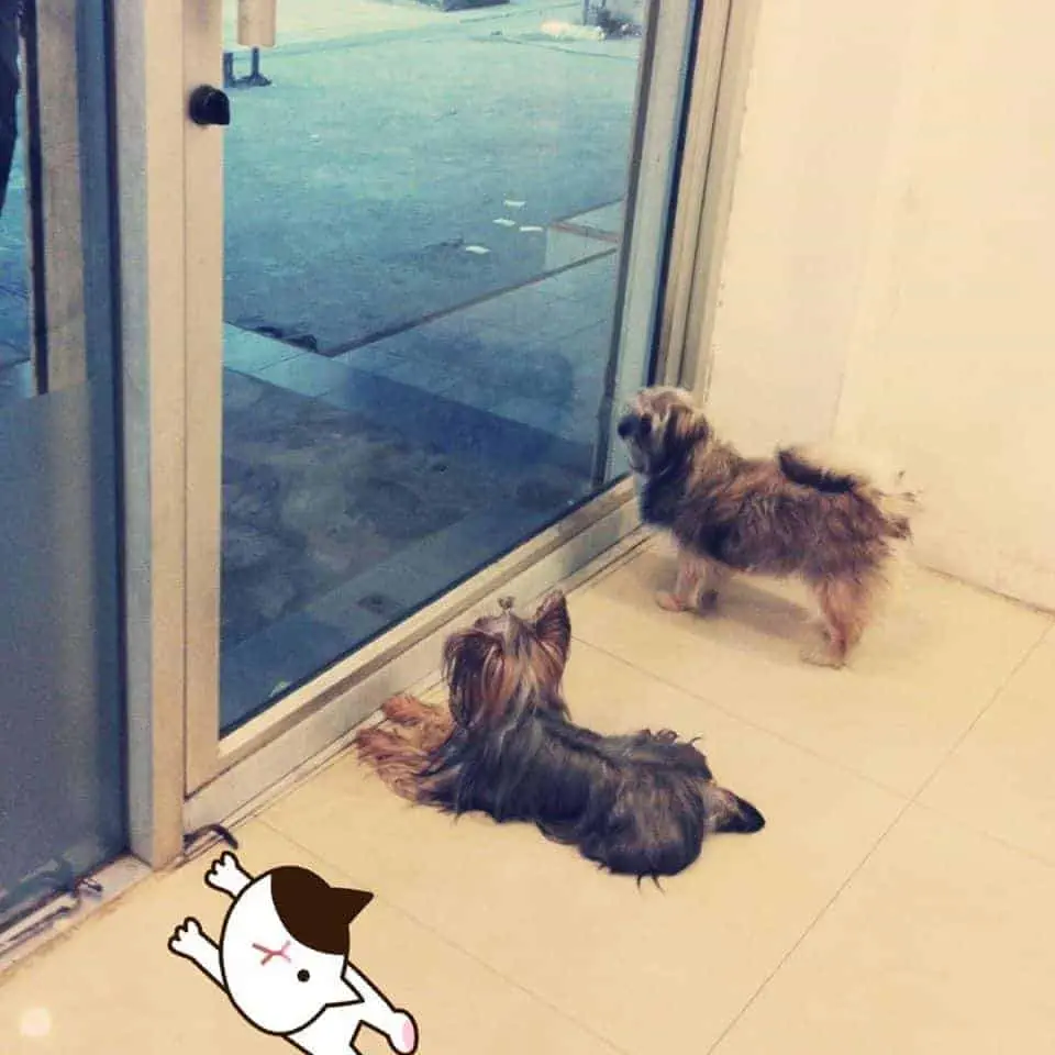Petbox Dog Hotel 1