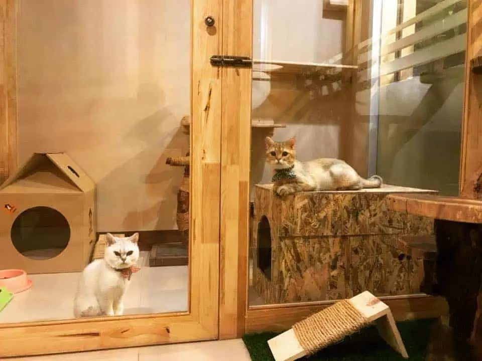 Malee Cat Hotel 1