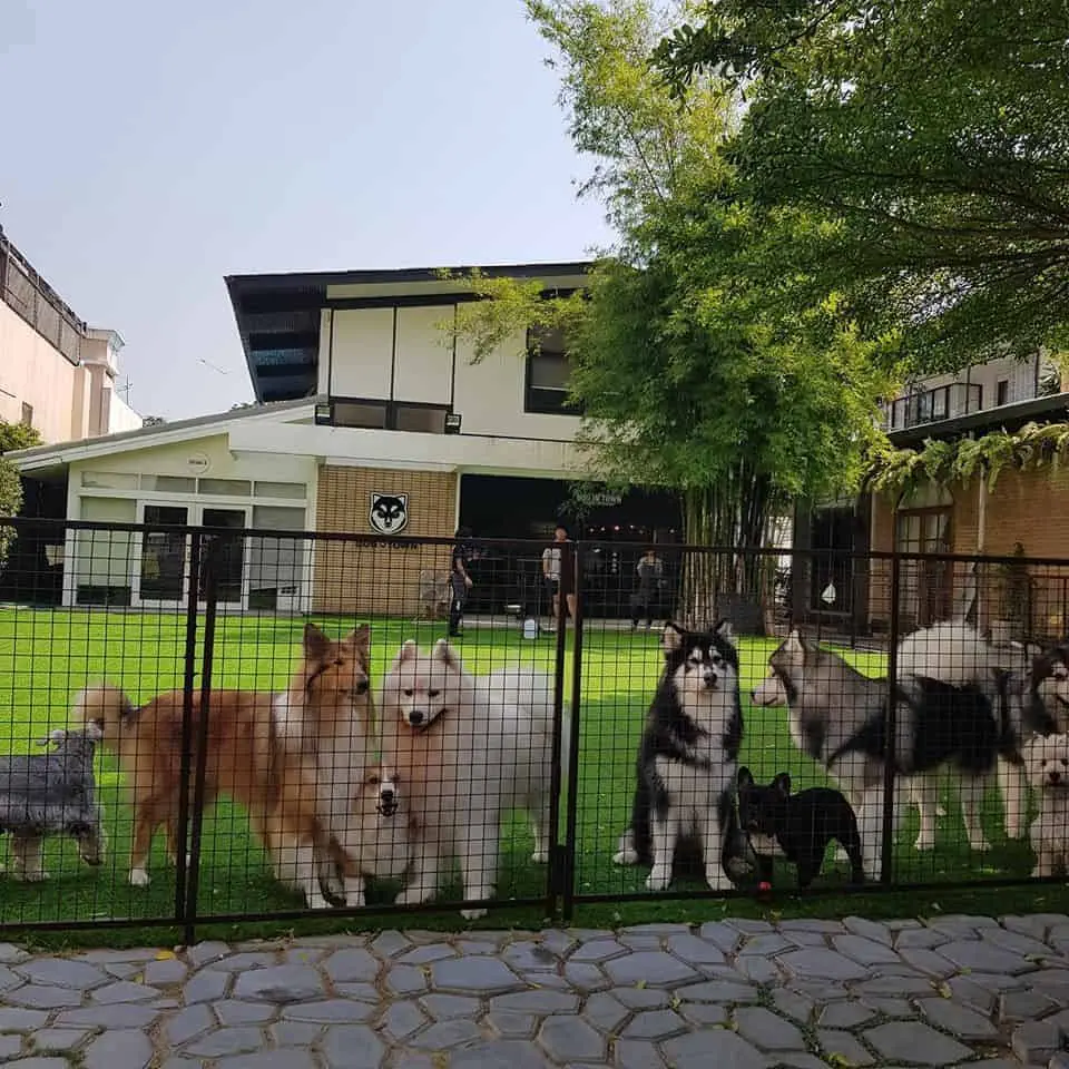 Dog In Town (เอกมัย) 1