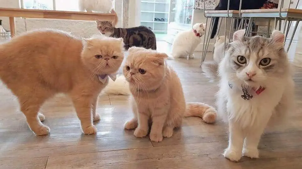 Caturday Cat Cafe 1