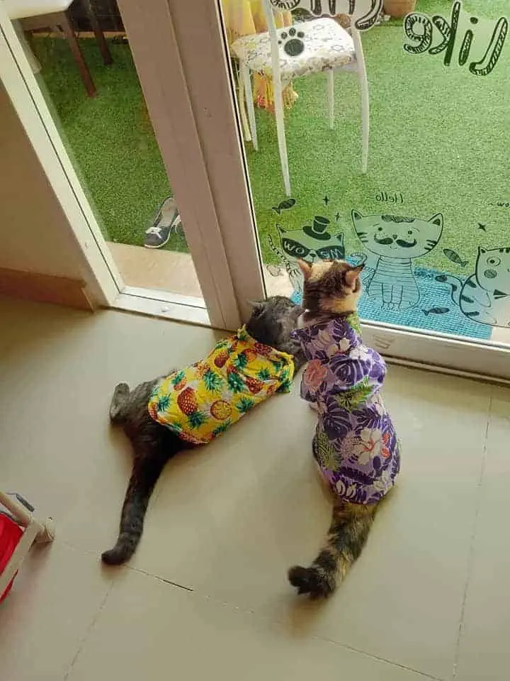 ปริ๊ง ปริ๊ง cat hotel โรงแรมแมว รับฝากแมว 1