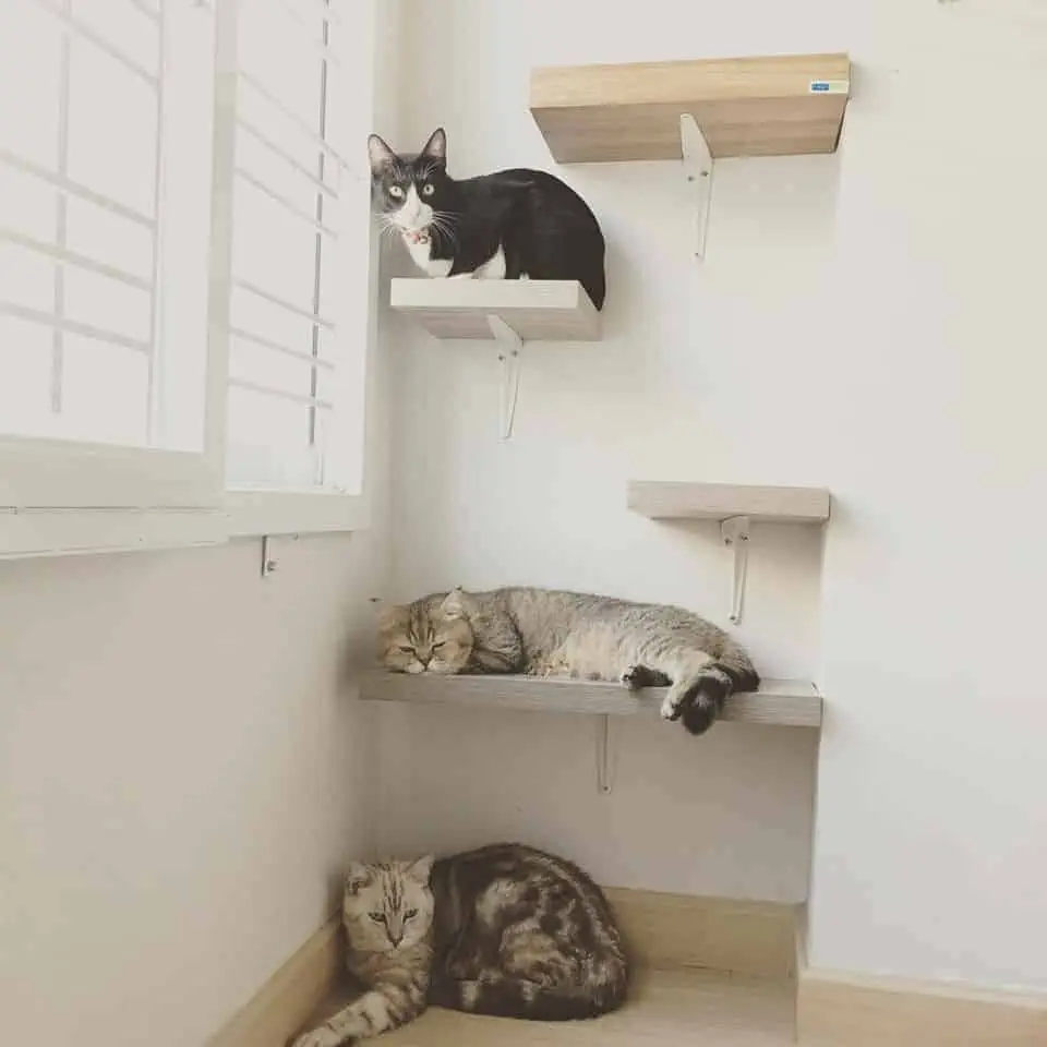 โรงแรมแมว Infinite Cat hotel รับฝากเลี้ยงแมว 1