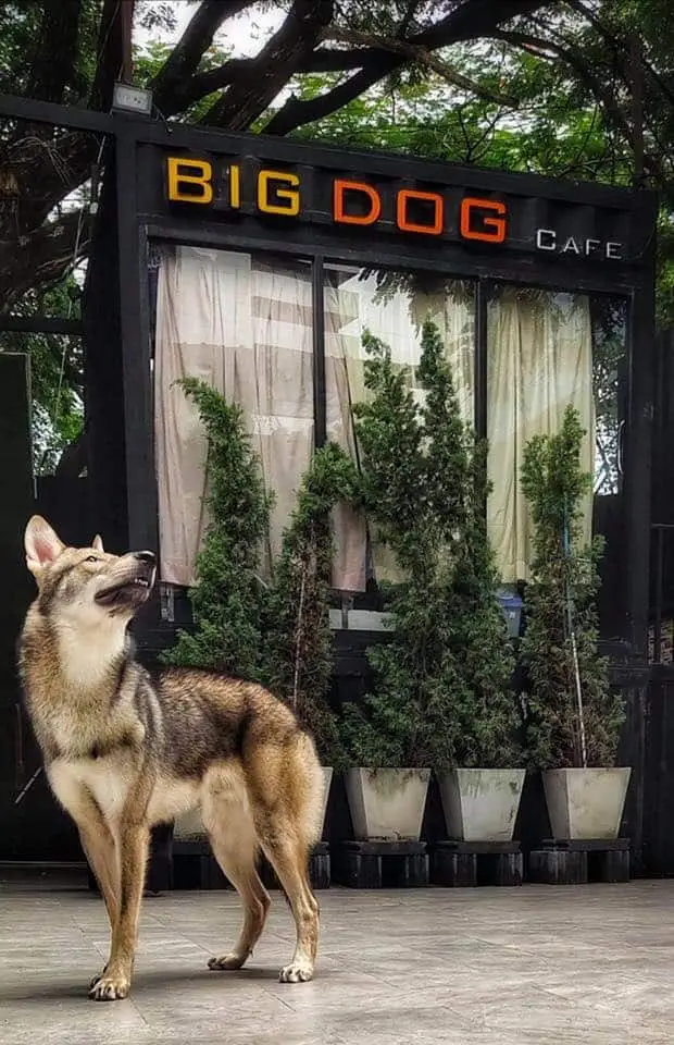 Big Dog Cafe 1