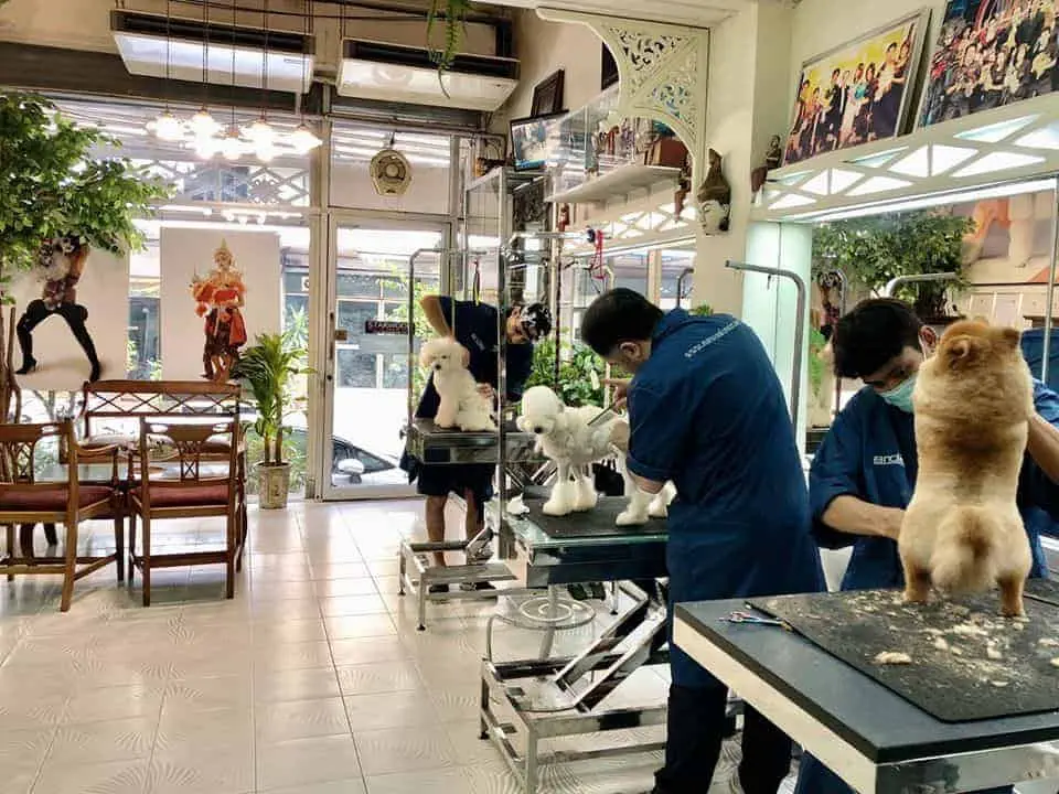 Starwood Arts of Dog Grooming School 1