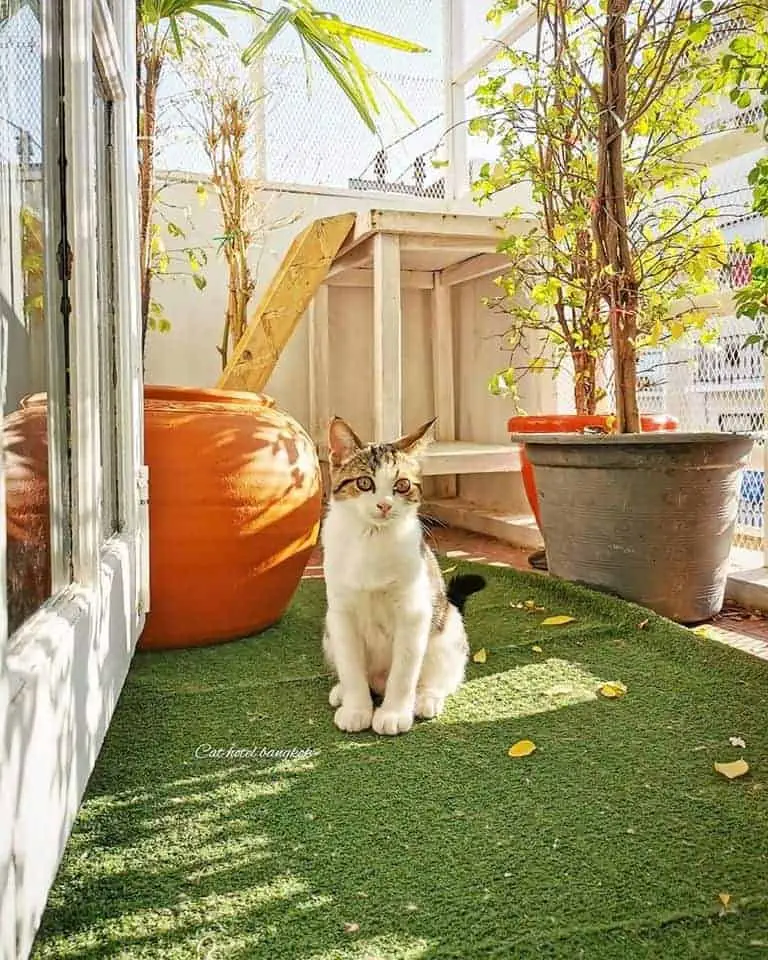 Cat Hotel Bangkok 1