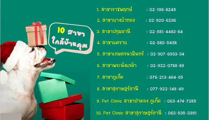 โรงพยาบาลสัตว์รัตนาธิเบศร์ (แคราย) RTB Referral Animal Hospital (Khae-Rai) 1