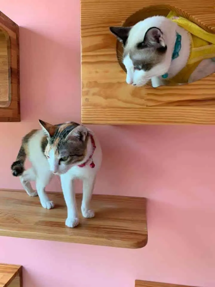 Otete Cat Hotel 1
