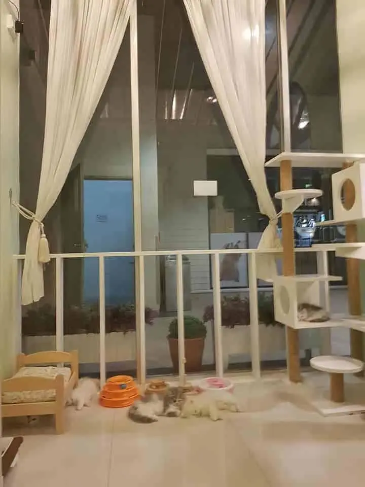 Petsborough Cat Hotel (เพ็ทสโบโร่ แคท โฮเทล) Cat Hotel 1