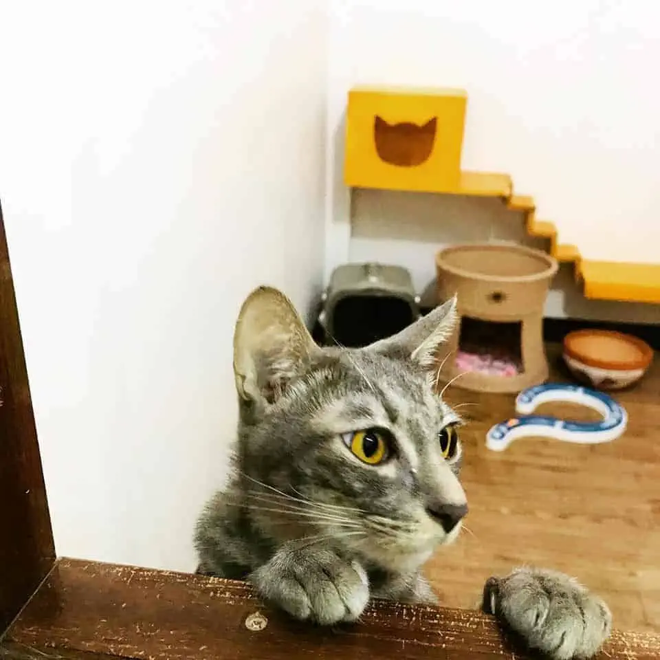 PaoCat Hotel 1