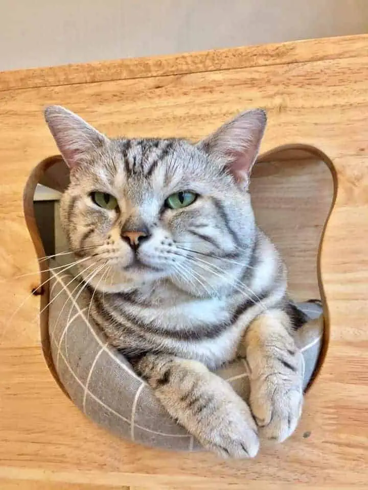 Makura Cat Cafe' 1