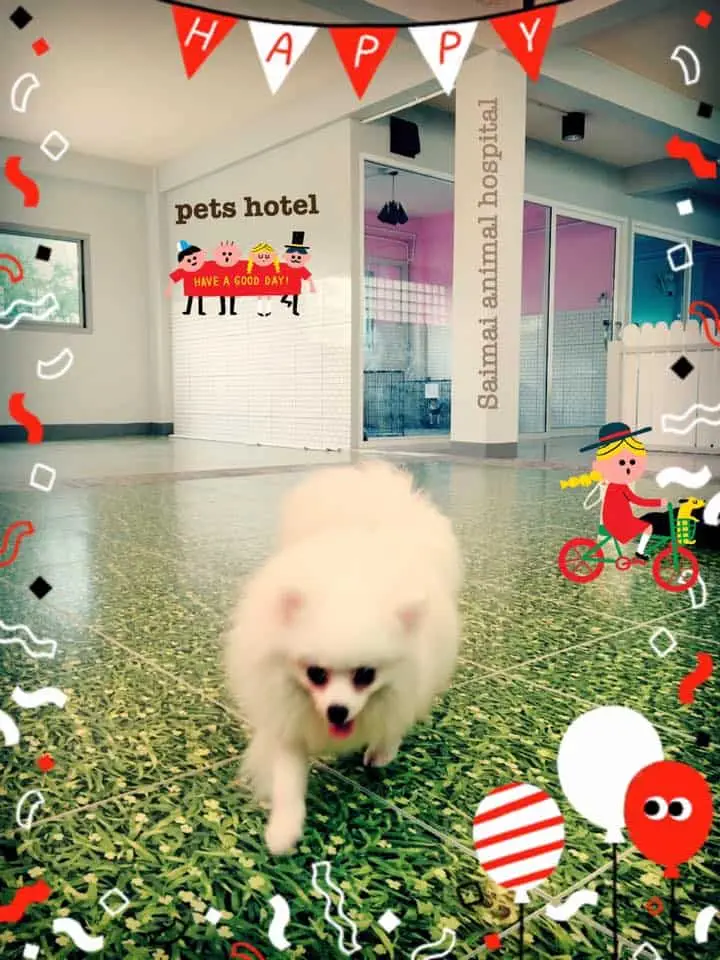 Saimai Animal Hospital (โรงพยาบาลสัตว์สายไหม) 1