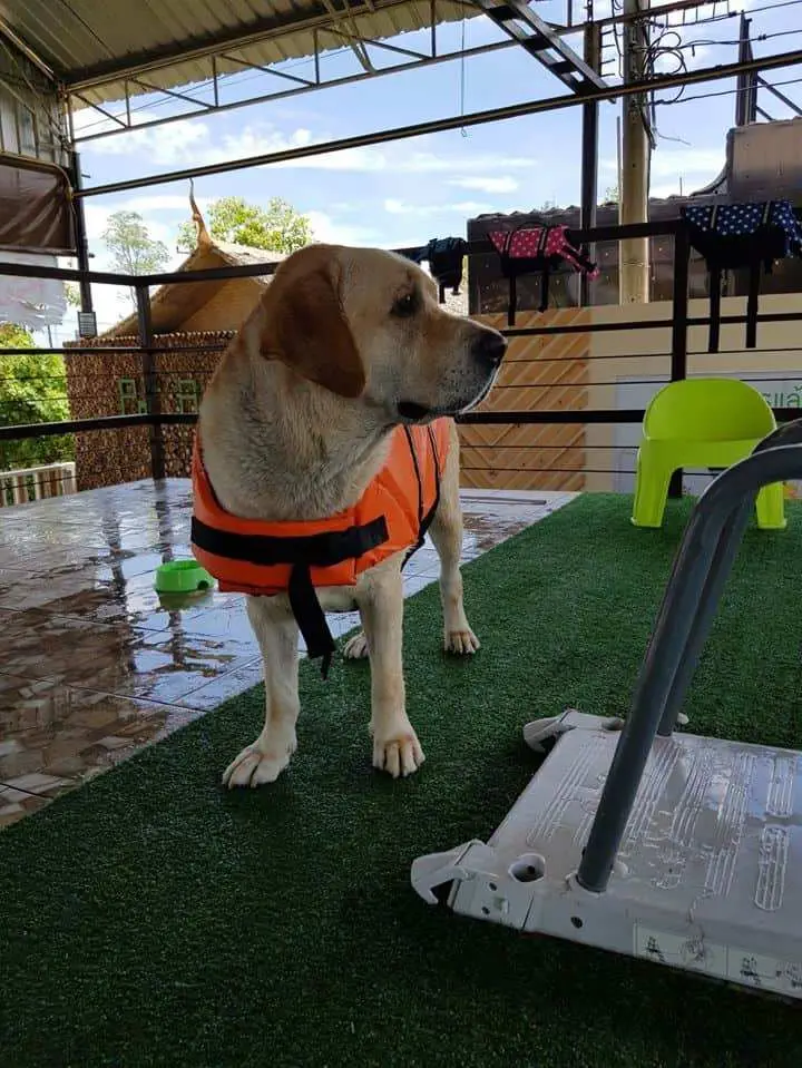 Pet Bonanza (ลำลูกกา คลอง4) 1