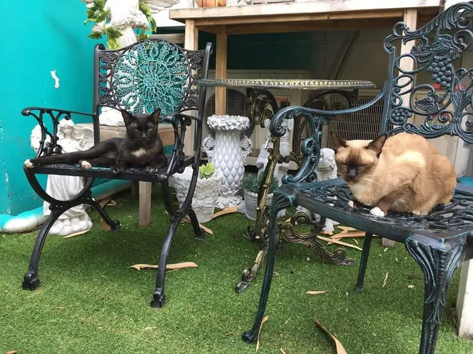 CatNip Cafe (แคทนิป คาเฟ่) Cat Cafe 1