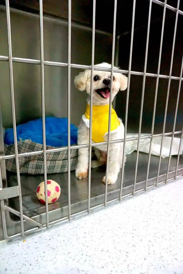 โรงพยาบาลสัตว์เพ็ทอีส PETiS Animal Hospital 1