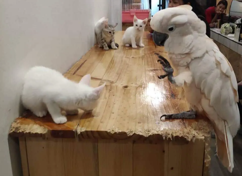 Little Zoo Cafe (สยามสแควร์ 11) Exotic Cafe 1